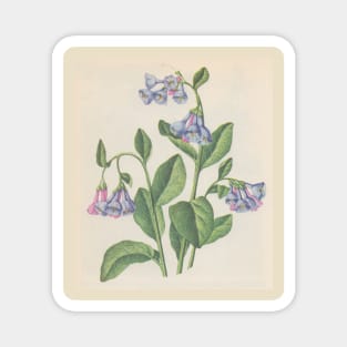 bluebell Magnet