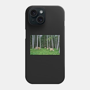 Cows in the forest Phone Case