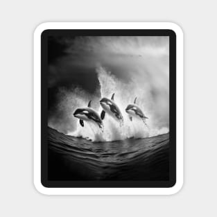 jumping killer whales Magnet