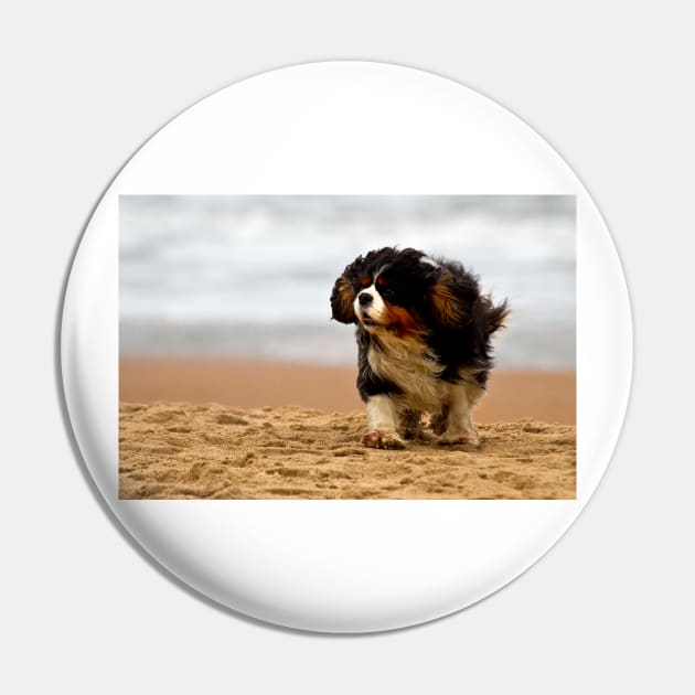 Little dog; windy beach Pin by Violaman