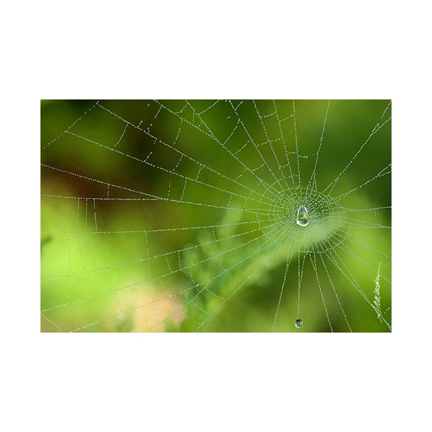 Dew Drops by srwdesign