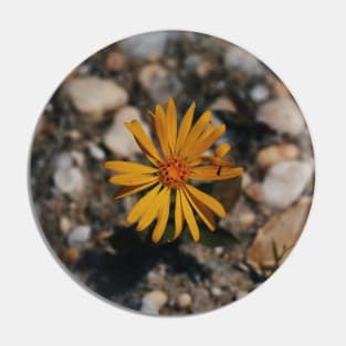 Hairy (False) Golden Aster Pin