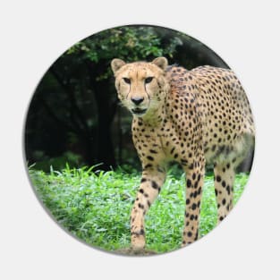 Cheetah Pin