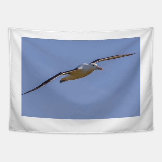 Royal Albatross Tapestry by fotoWerner