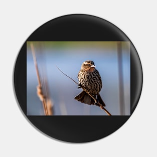 Female Blackbird on a Branch Pin