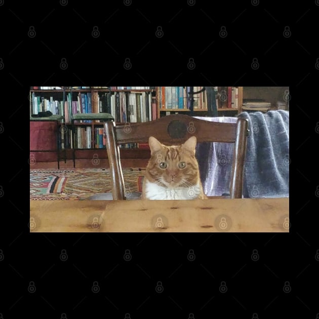 A cute cat in a library by BTSKingdom