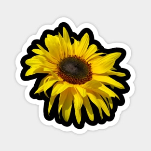 sunflower, sunflowers, blooming flowers, blooms, sun, flower Magnet