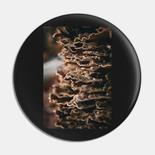 Fungi on tree bark Pin