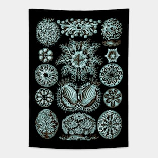 Ernst Haeckel  Ascidiae Sea Squirts Teal Chamoise Tapestry