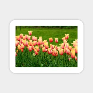 Orange yellow Tulips Magnet