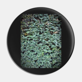 Hedge - Taxus Pin