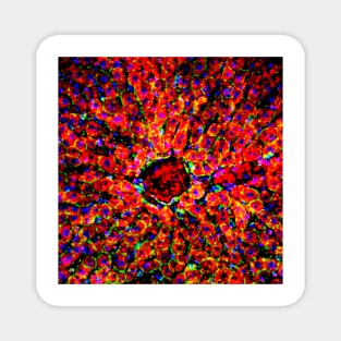Liver tissue, fluorescence micrograph (C016/8491) Magnet