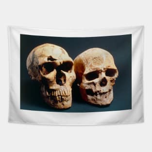 Neanderthal and Cro-Magnon 1 skulls (E438/0005) Tapestry