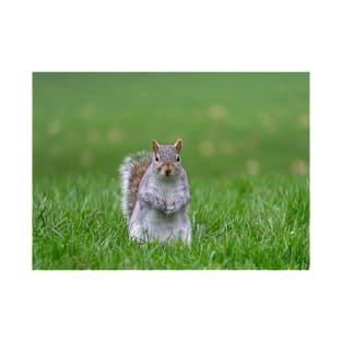 Cheeky grey squirrel, Hyde Park, London T-Shirt