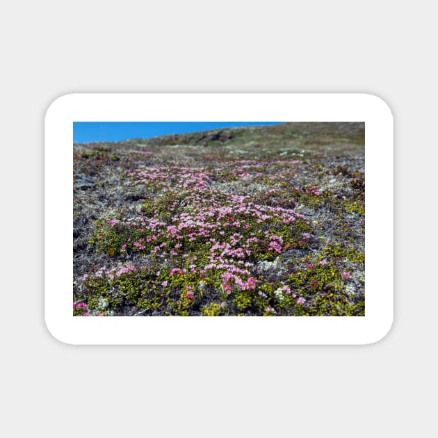 Petite Flowers of the Tundra Magnet by andykazie