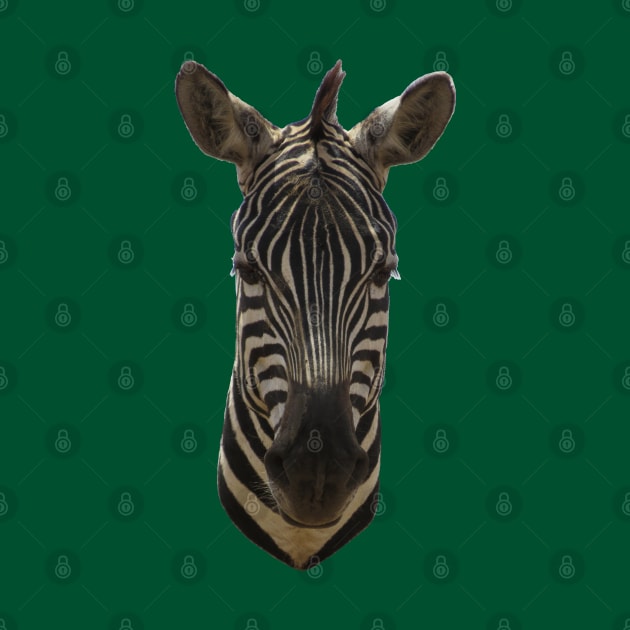 Zebra Portrait by ellenhenryart
