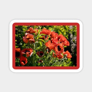 Blood red back lit Poppies Magnet