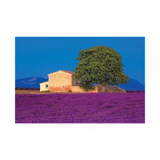 Provence Lavender Field In The Valensole Plateau T-Shirt