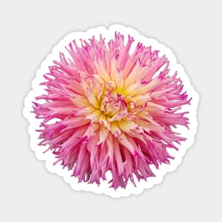 Pink Dahlia Floral Photo Magnet