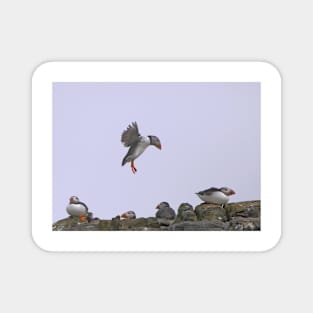 Puffin Coming In To Land - Farne Islands Magnet