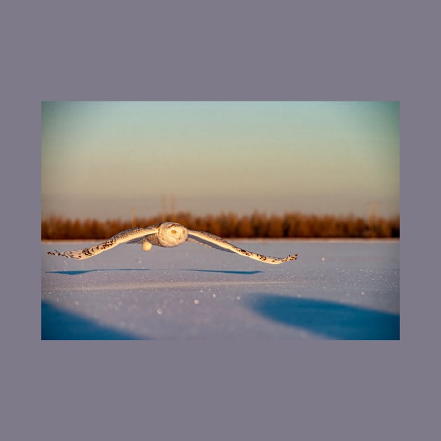 Snowy Owl by jaydee1400