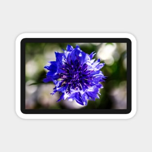 Blue cornflower close-up Magnet