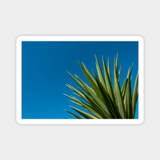 Palm Tree Blue Sky Magnet