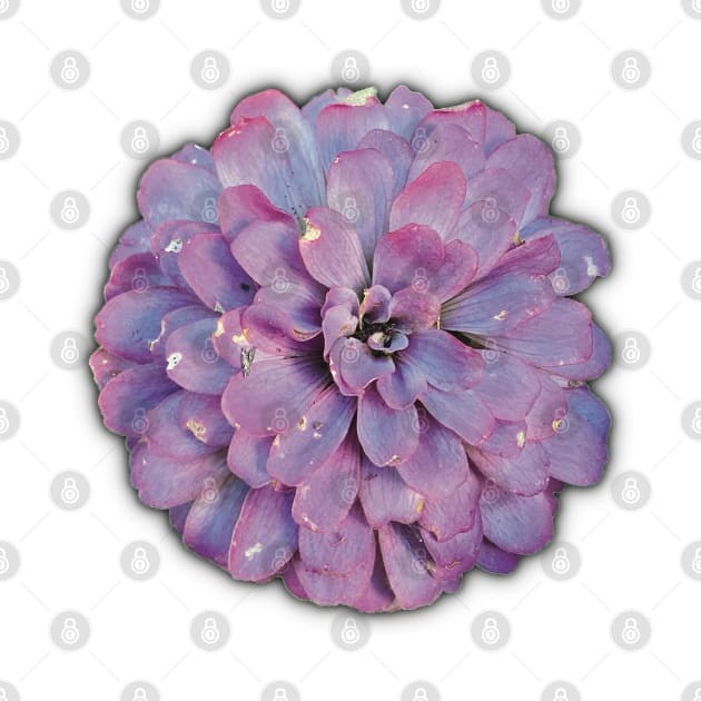 Purple Flower on the Edge of Decay - Photograph Art - Digital Image Cut-out into a fun graphic perfect for stickers, notebooks, greeting cards, pillows and more by cherdoodles