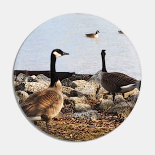 Two Canada Geese Gazing Towards The Water Pin