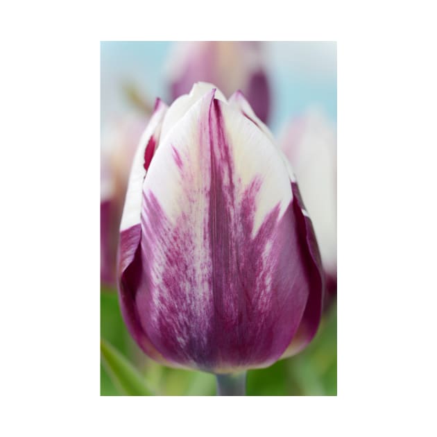 Tulipa  &#39;Zurel&#39;   Triumph Group Tulip by chrisburrows