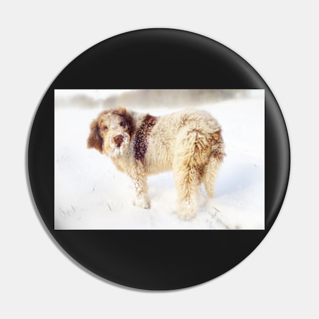 Spinone in a Snowstorm Pin by heidiannemorris