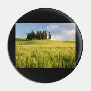 Group of cypress trees in Tuscan landscape Pin