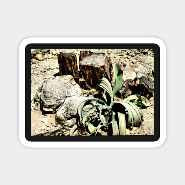 Welwitschia Plant in the Petrified Forest Magnet by Carole-Anne