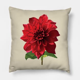 Dahlia Spartacus Pillow