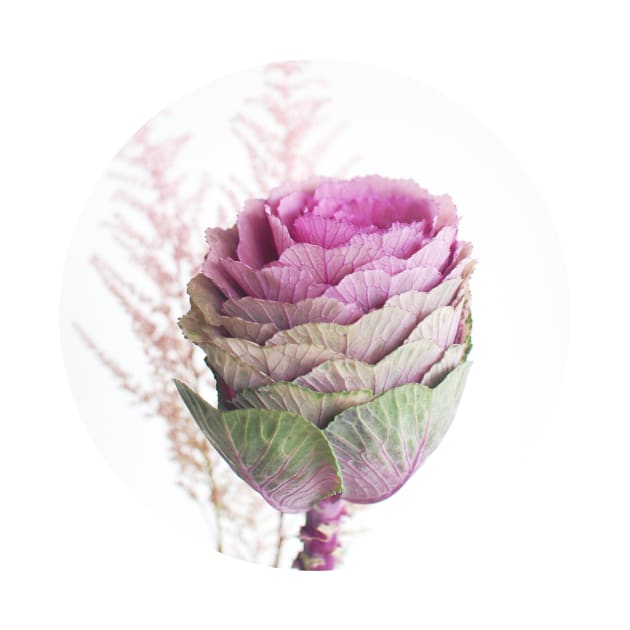 Ornamental Cabbage by Cassia