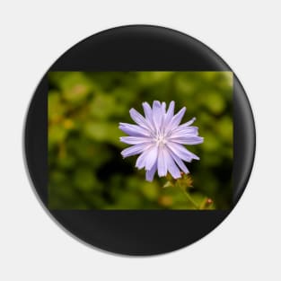 Purple chicory flower Pin