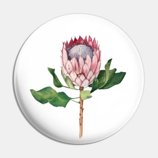 Watercolor protea flower Pin