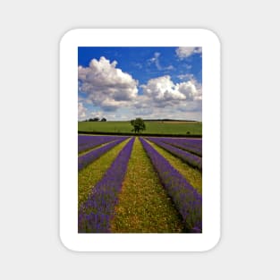 Lavender Field Purple Flowers Cotswolds England Magnet