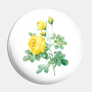 Yellow Rose Flower Vintage Botanical Illustration Pin