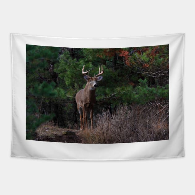 The King is Dead...Long Live the King - White-tailed Deer Tapestry by Jim Cumming