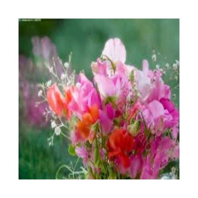 Sweet peas, -small but pretty by Designs and Dreams
