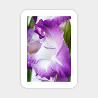 Gladiolus  'King's Lynn' Magnet