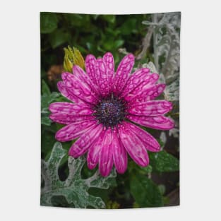 dew drops on purple aster Tapestry