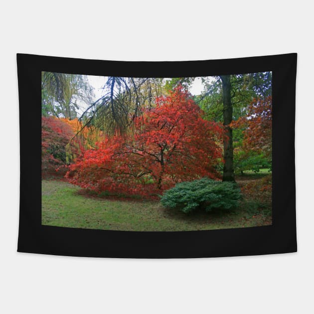 Autumn Colours 2014 Tapestry by RedHillDigital