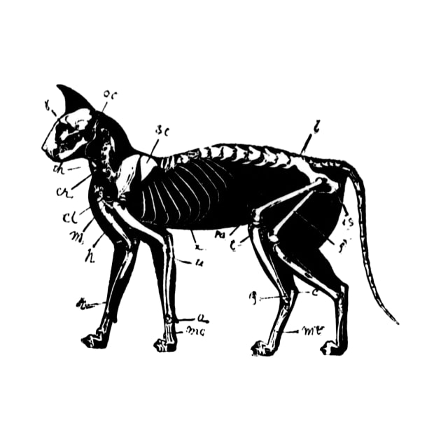 Cat Skeleton Anatomy by nineshirts