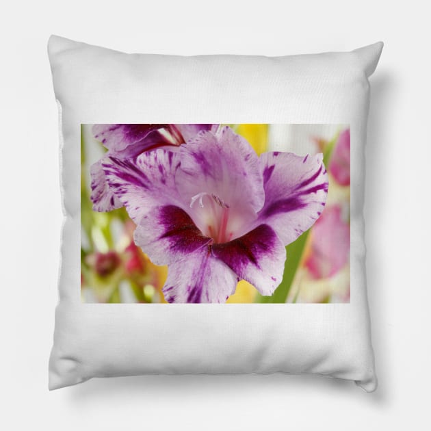 Gladiolus  'Passos' Pillow by chrisburrows