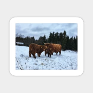 Scottish Highland Cattle Calves and Cow 1603 Magnet