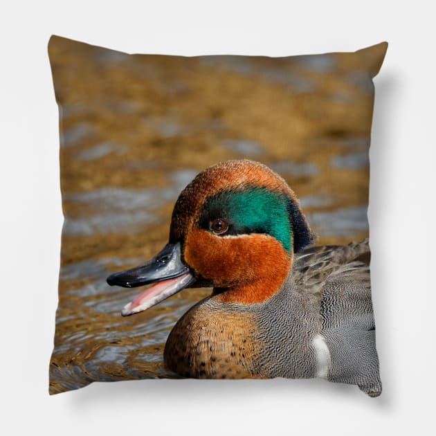 A Chatty Green-Winged Teal Duck at the Lake Pillow by walkswithnature