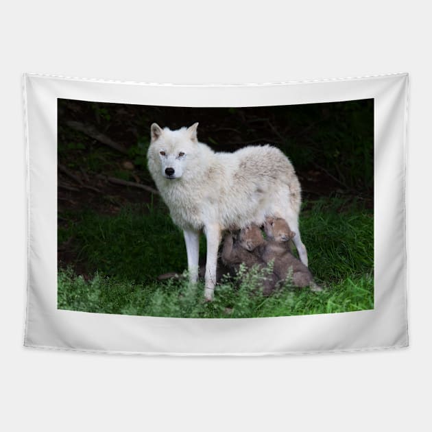 Remus and Romulus - Arctic Wolf Tapestry by Jim Cumming