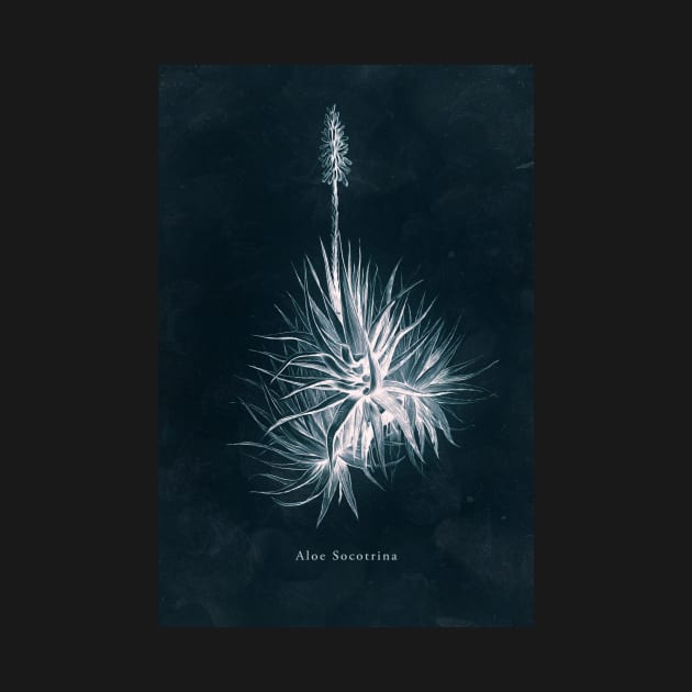 Cyanotype - Aloe Socotrina by PixelHunter